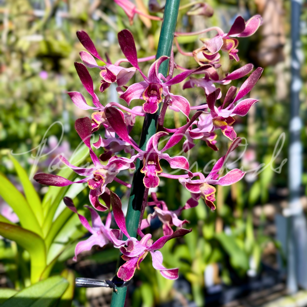 Den+QF+Hawaiian+Magic+(Den.+